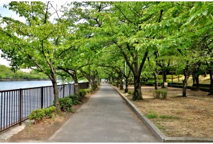 大川岸の遊歩道 700m